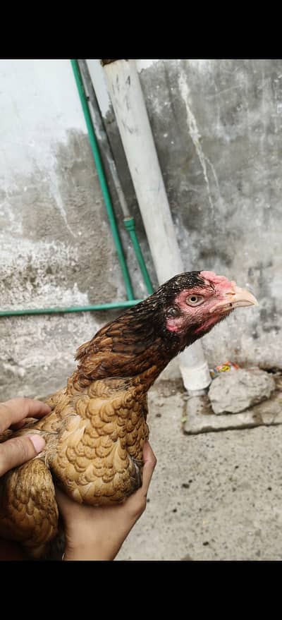 pure aseel murgi for sale