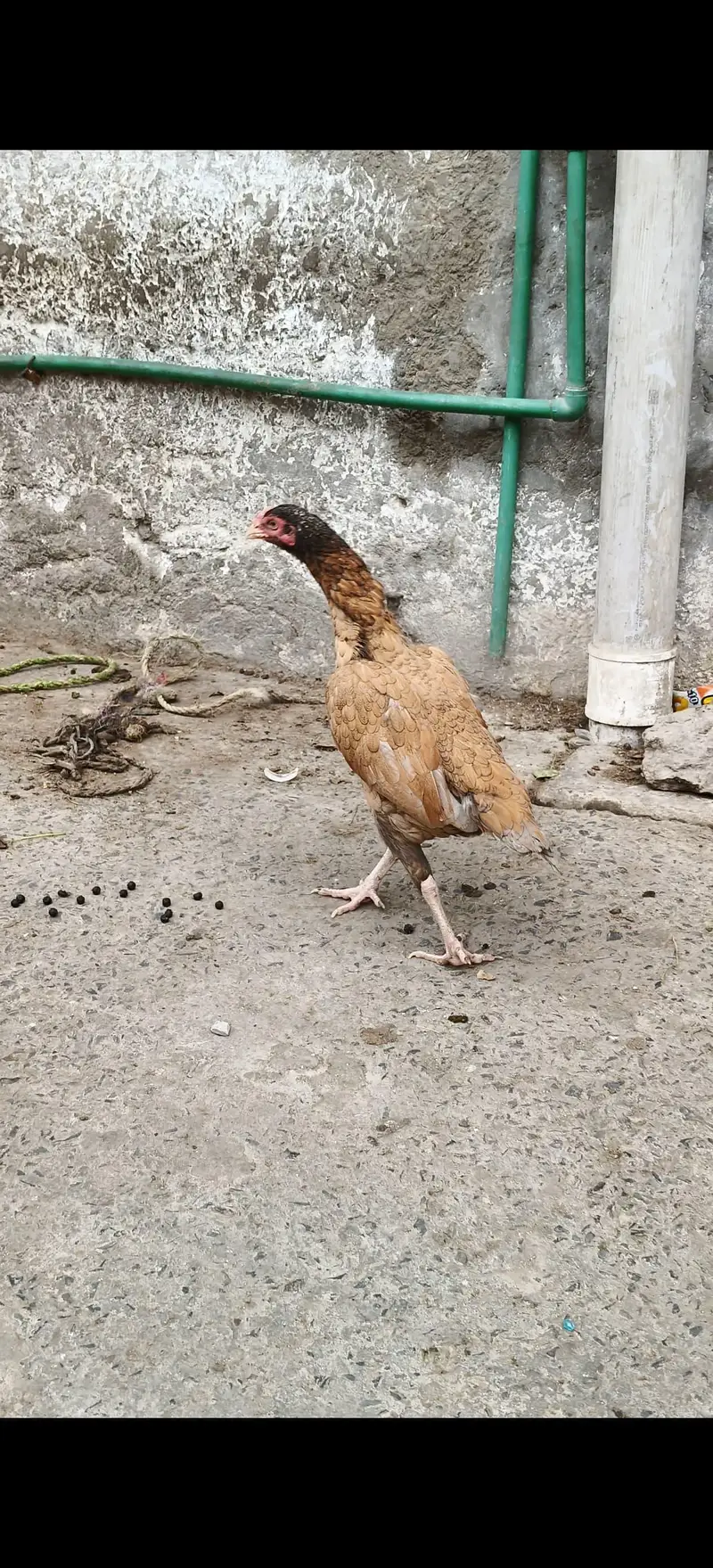 pure aseel murgi for sale — photo 4