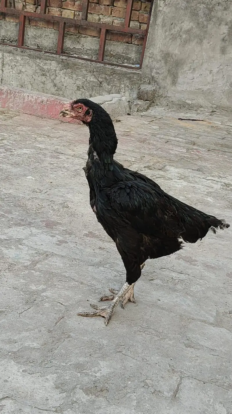 pure aseel murgi for sale — photo 5