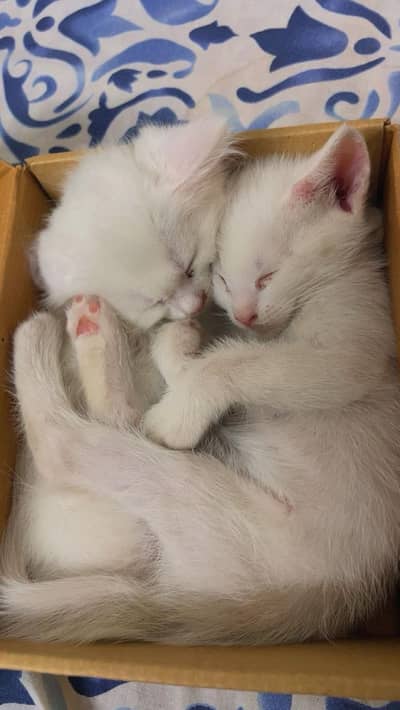 Cute kittens for adoption