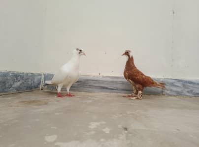 Kabootar Ka Pair (Male + Female) – Healthy & Good Breed