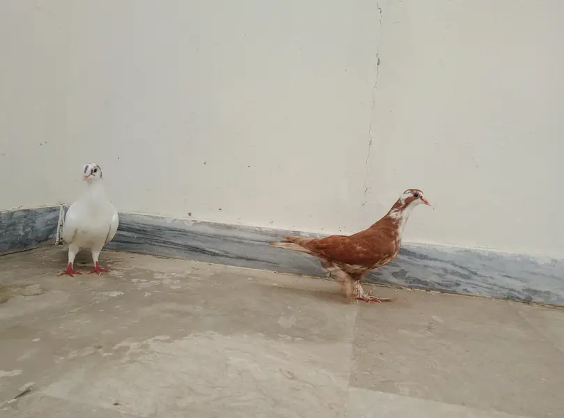 Kabootar Ka Pair (Male + Female) – Healthy & Good Breed — photo 2