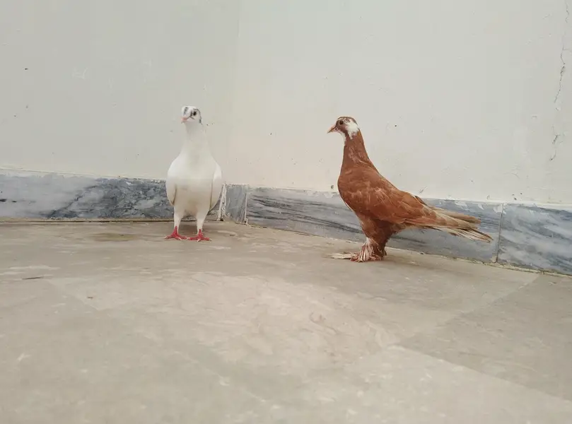 Kabootar Ka Pair (Male + Female) – Healthy & Good Breed — photo 3