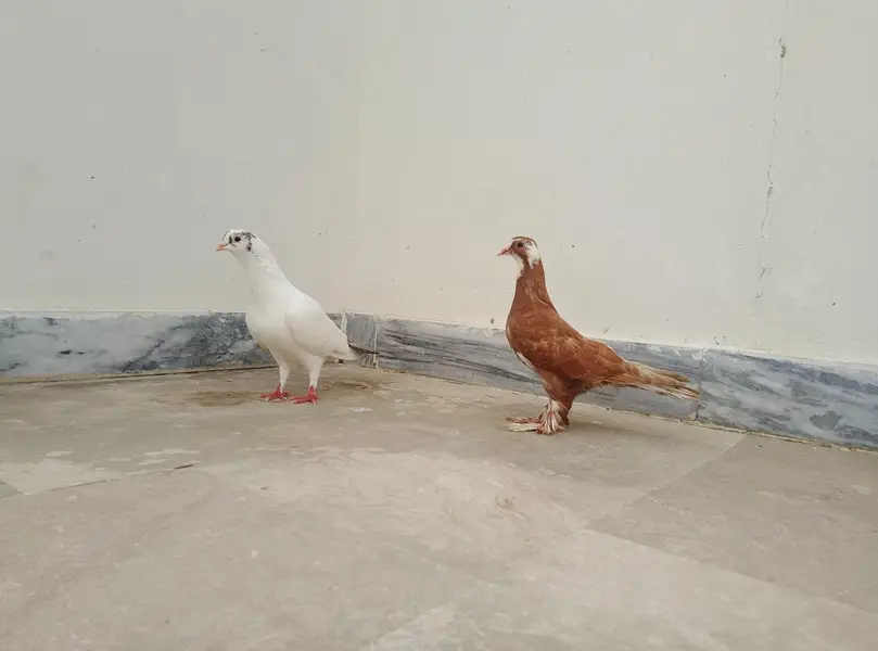 Kabootar Ka Pair (Male + Female) – Healthy & Good Breed — photo 4