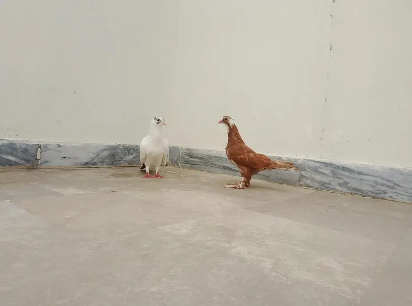 Kabootar Ka Pair (Male + Female) – Healthy & Good Breed — photo 5
