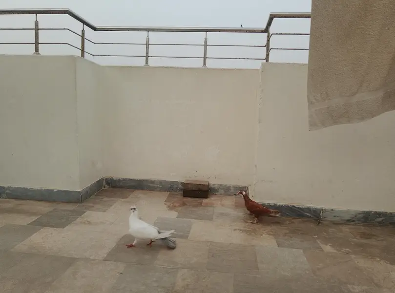 Kabootar Ka Pair (Male + Female) – Healthy & Good Breed — photo 6