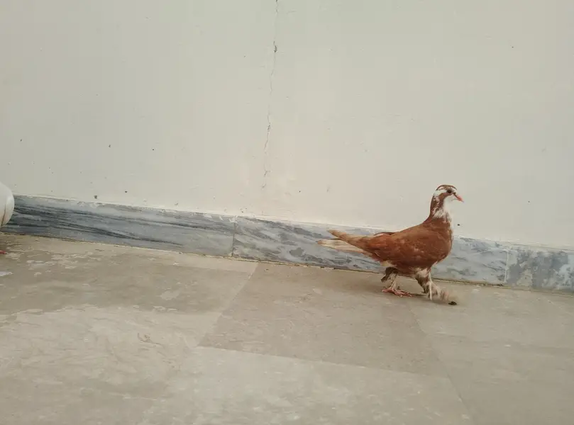 Kabootar Ka Pair (Male + Female) – Healthy & Good Breed — photo 7