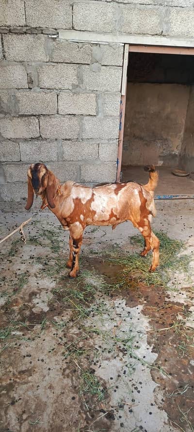 2 bakra for sale!!