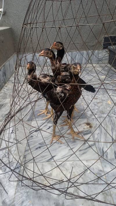 ASEEL CHICKS PURE no 0/3/2/4/4/7/4/8/7/5/5