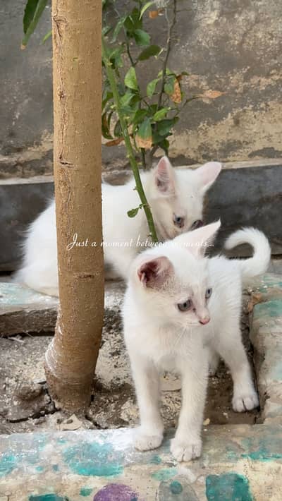 Persian white kitten