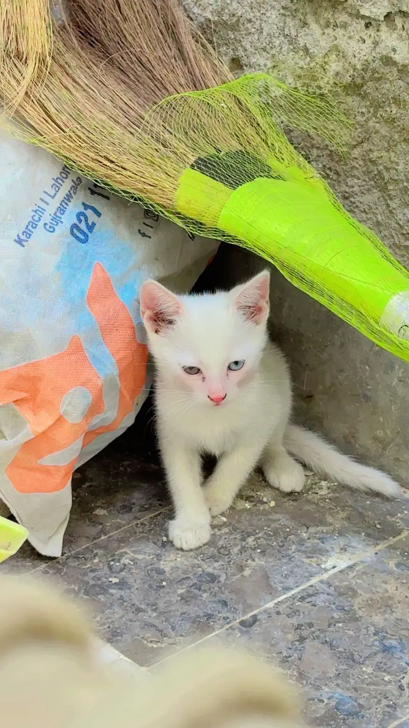 Persian white kitten — photo 2