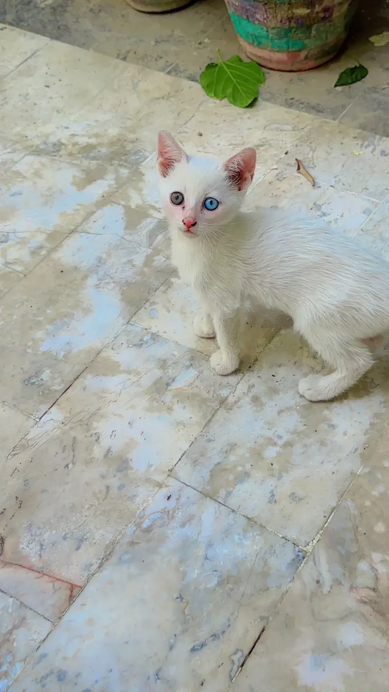Persian white kitten — photo 3