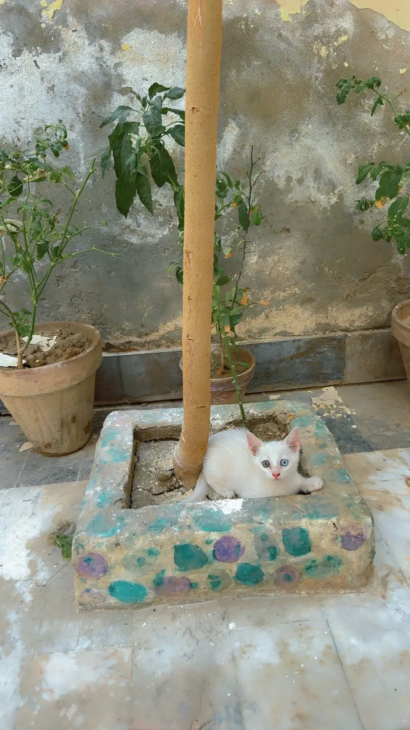 Persian white kitten — photo 4