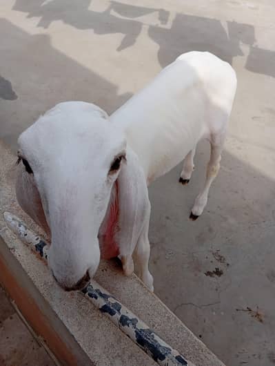 Larkana Male