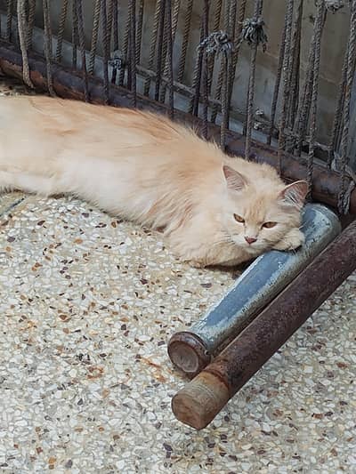 cat for sale