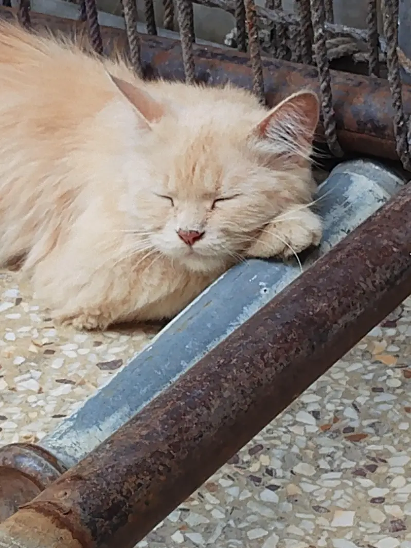 cat for sale — photo 2