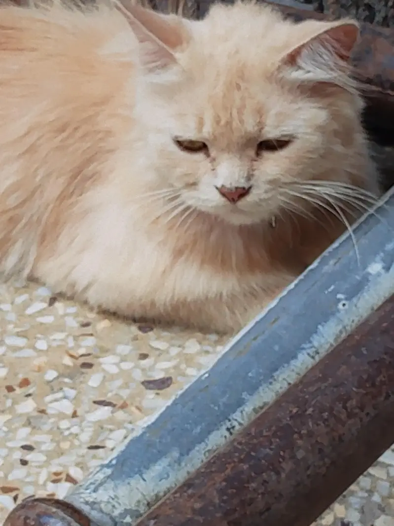 cat for sale — photo 3