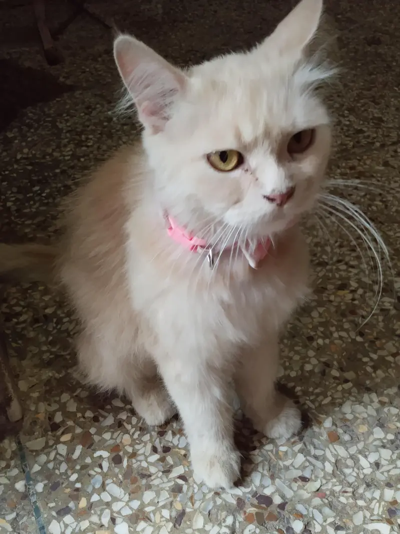 cat for sale — photo 4