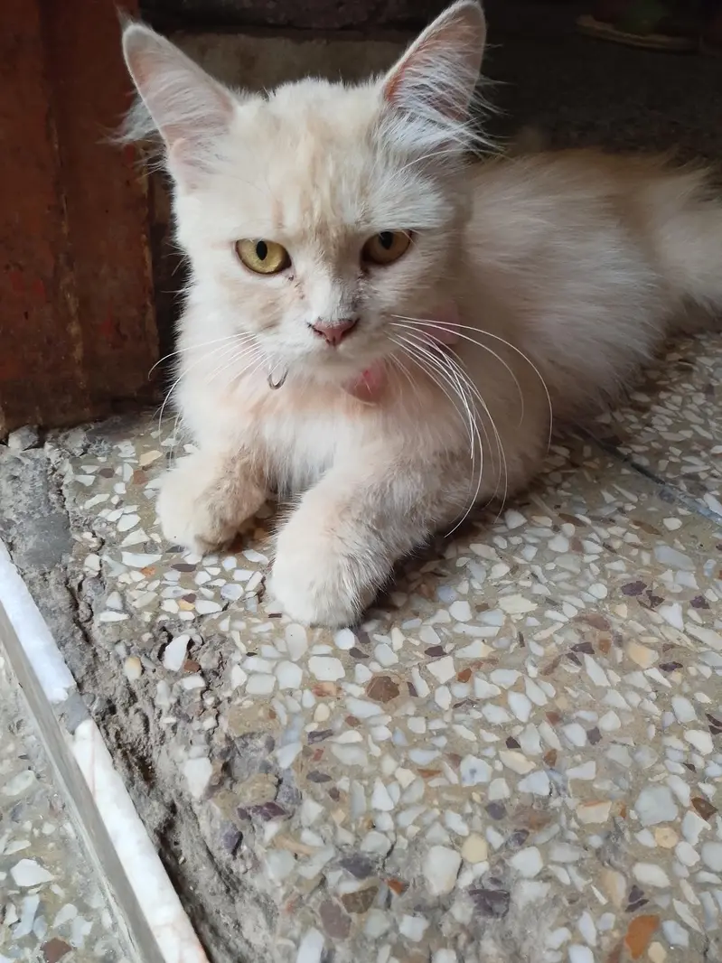 cat for sale — photo 5