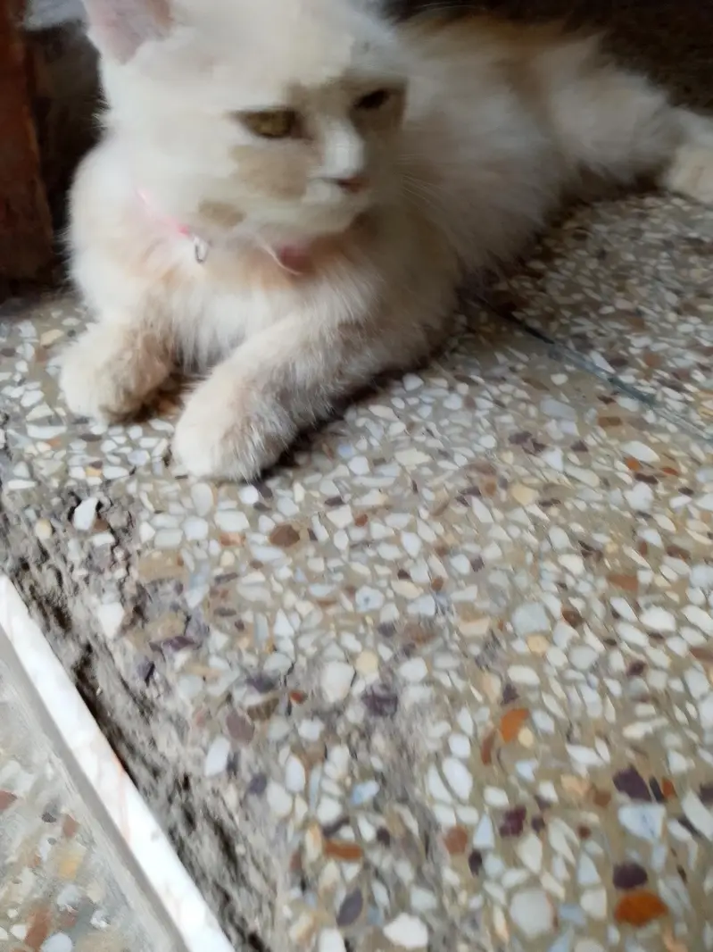cat for sale — photo 6