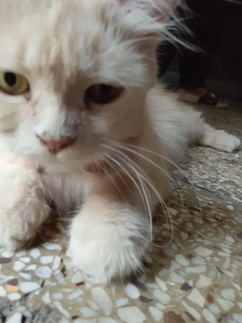 cat for sale — photo 7
