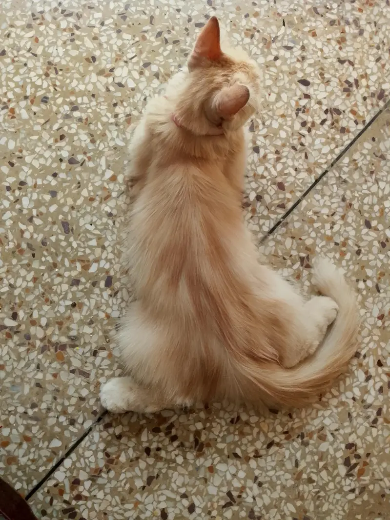 cat for sale — photo 8