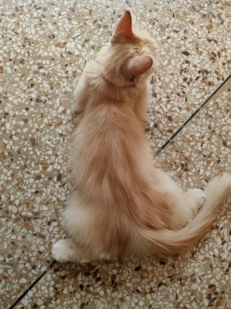cat for sale — photo 9
