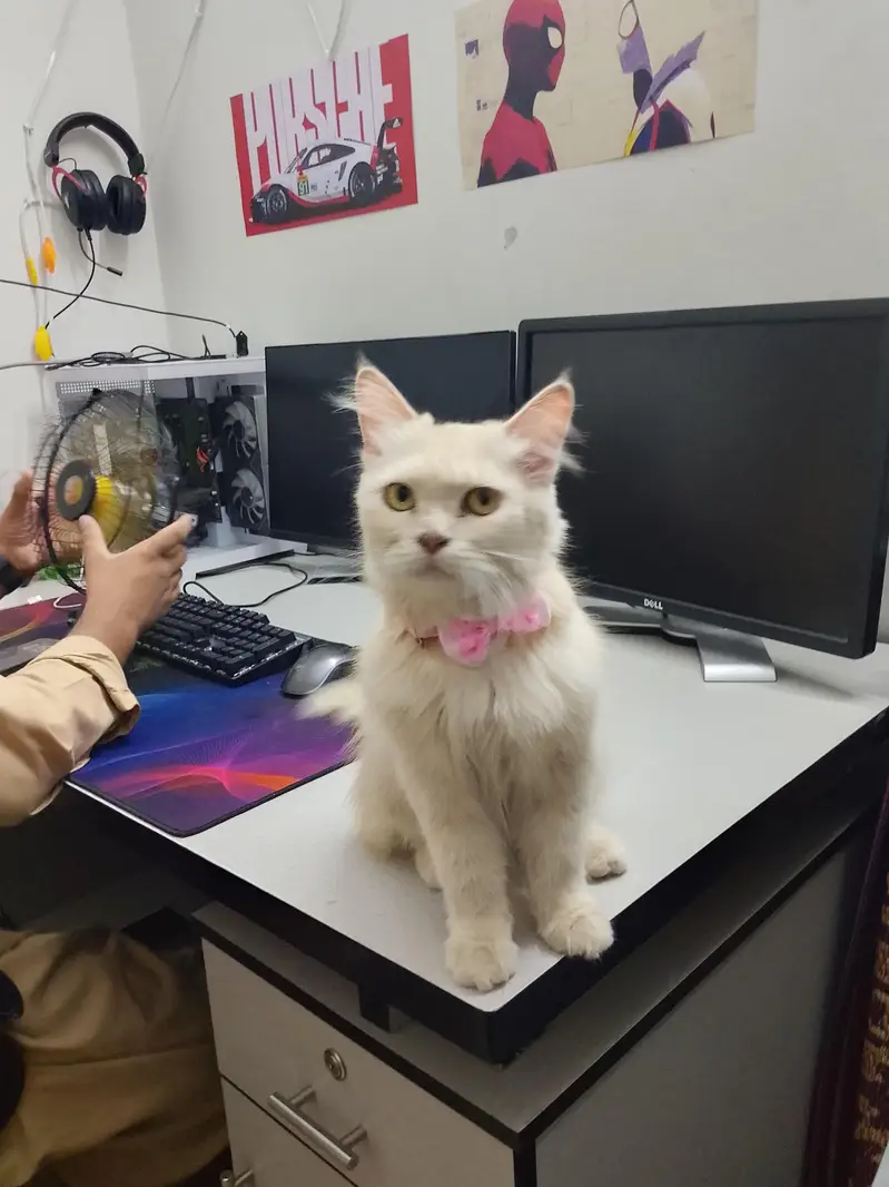 cat for sale — photo 10