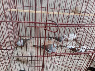 Diamond pied dove