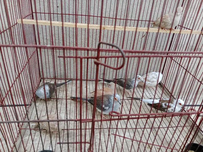 Diamond pied dove