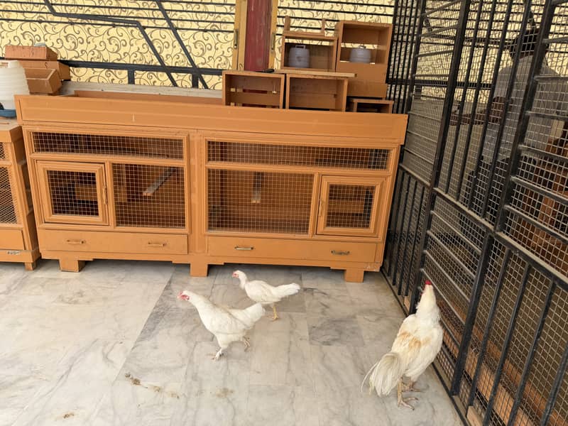 Solid wood cage for hens 3