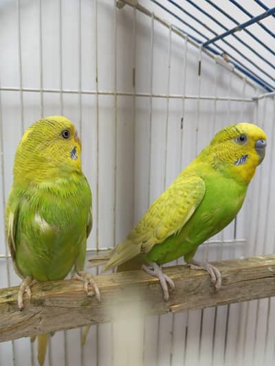 Premium Budgies & Cockatiel Available in DHA phase 8 Lahore