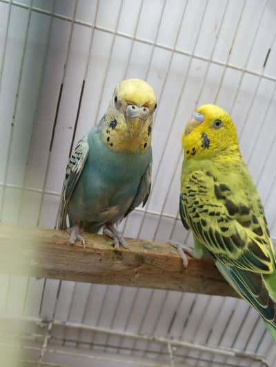 Premium Budgies & Cockatiel Available in DHA phase 8 Lahore