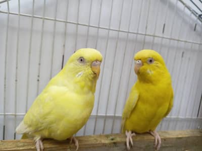 Premium Budgies & Cockatiel Available in DHA phase 8 Lahore