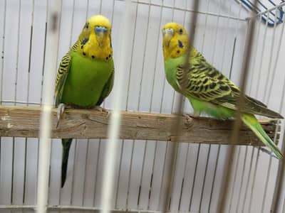 Premium Budgies & Cockatiel Available in DHA phase 8 Lahore