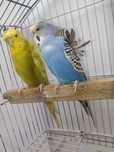 Premium Budgies & Cockatiel Available in DHA phase 8 Lahore