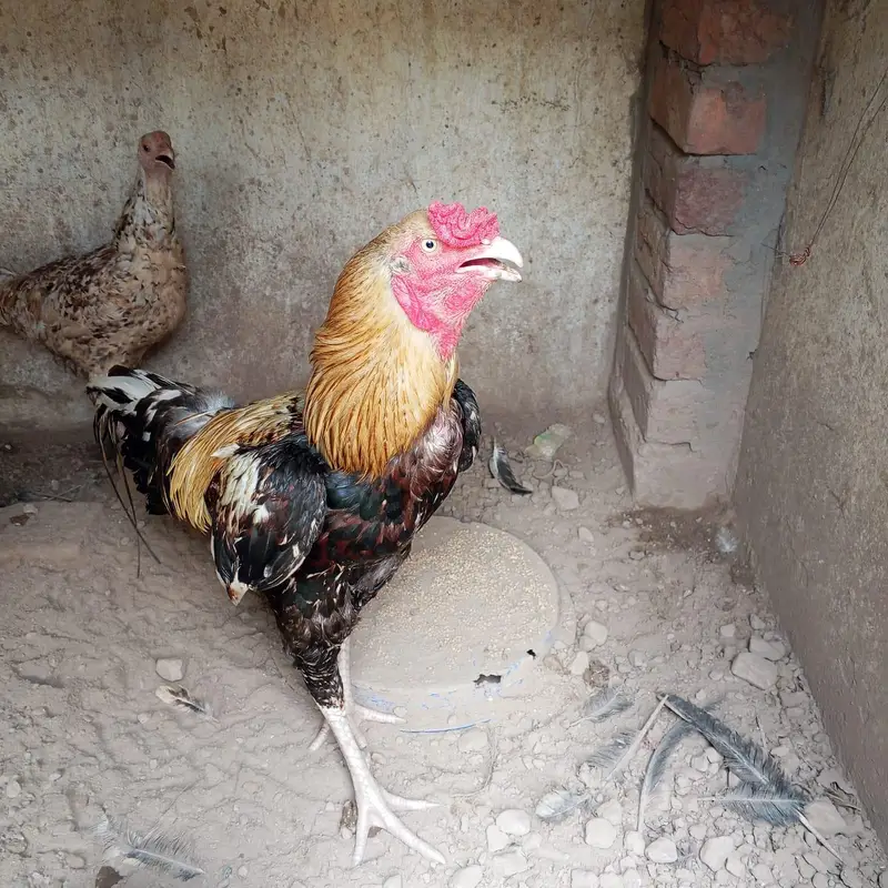 jawa aseel murga for sale — photo 3