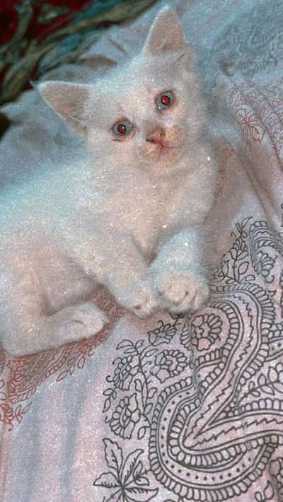 White beautiful Persian cat in triple cot