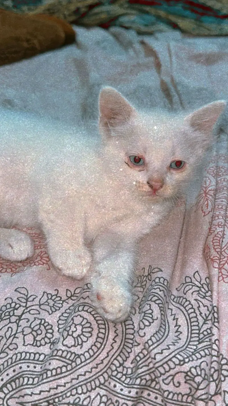White beautiful Persian cat in triple cot — photo 2