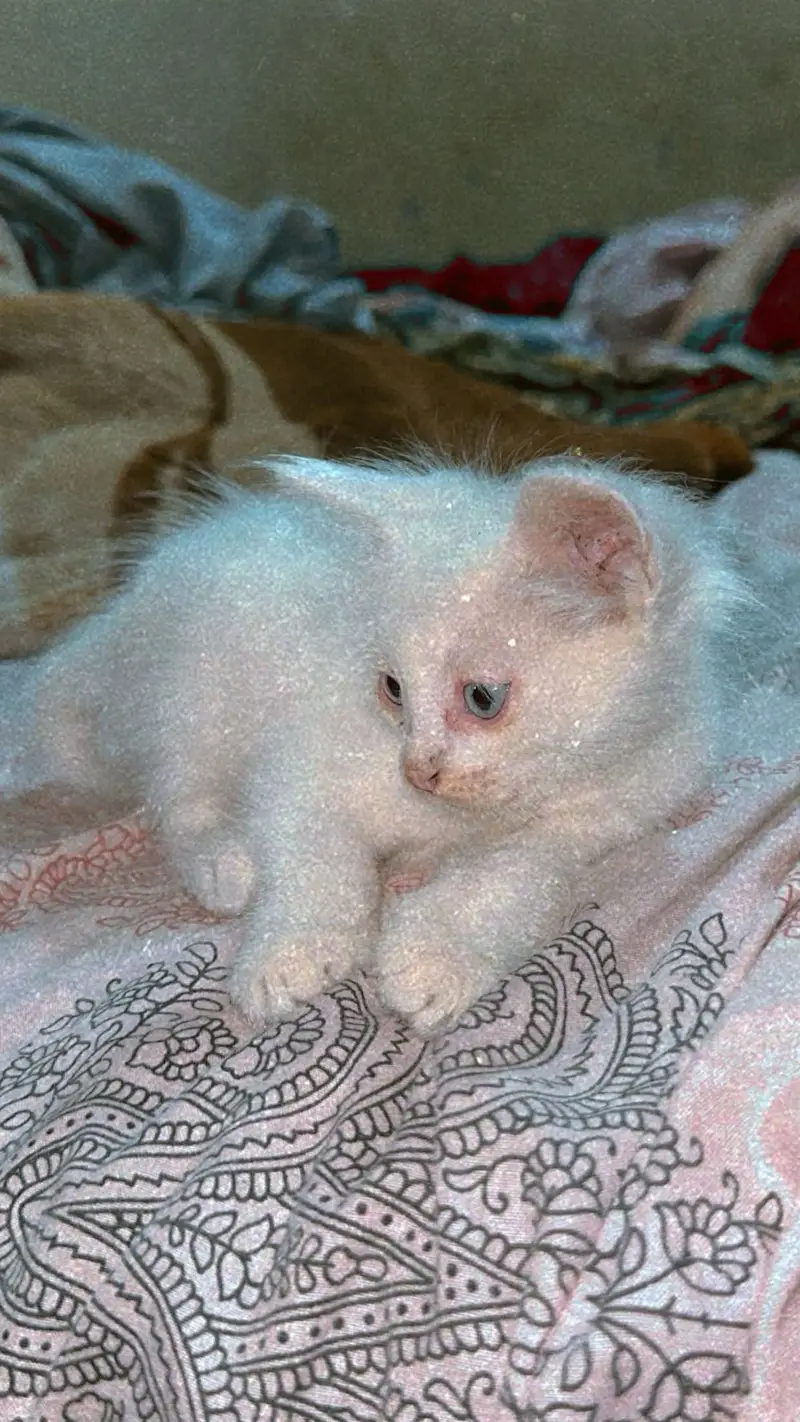 White beautiful Persian cat in triple cot — photo 3