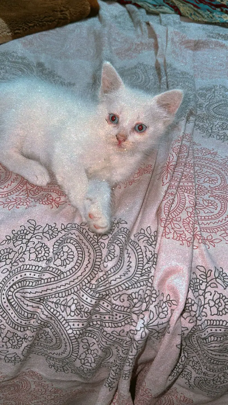White beautiful Persian cat in triple cot — photo 4