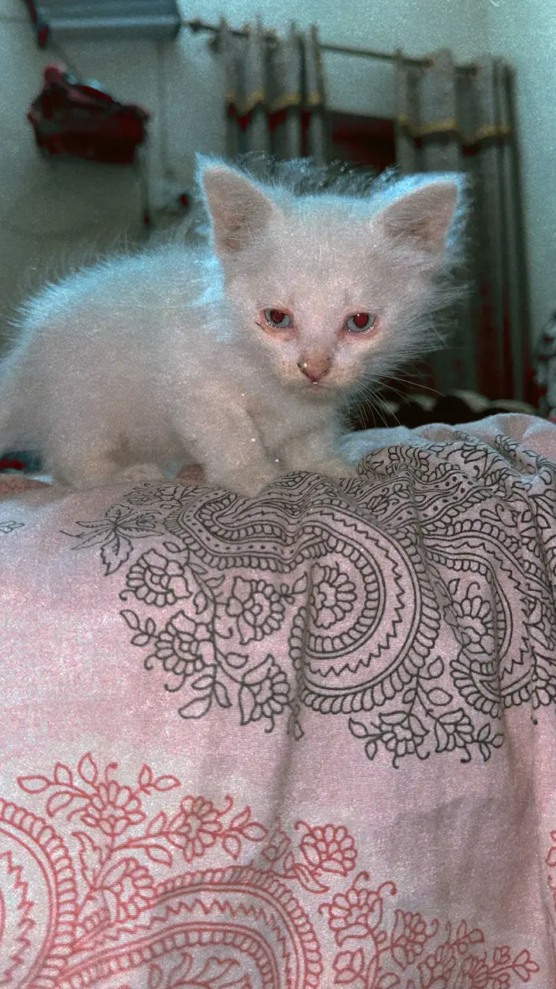 White beautiful Persian cat in triple cot — photo 5