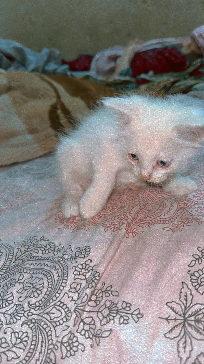 White beautiful Persian cat in triple cot — photo 6