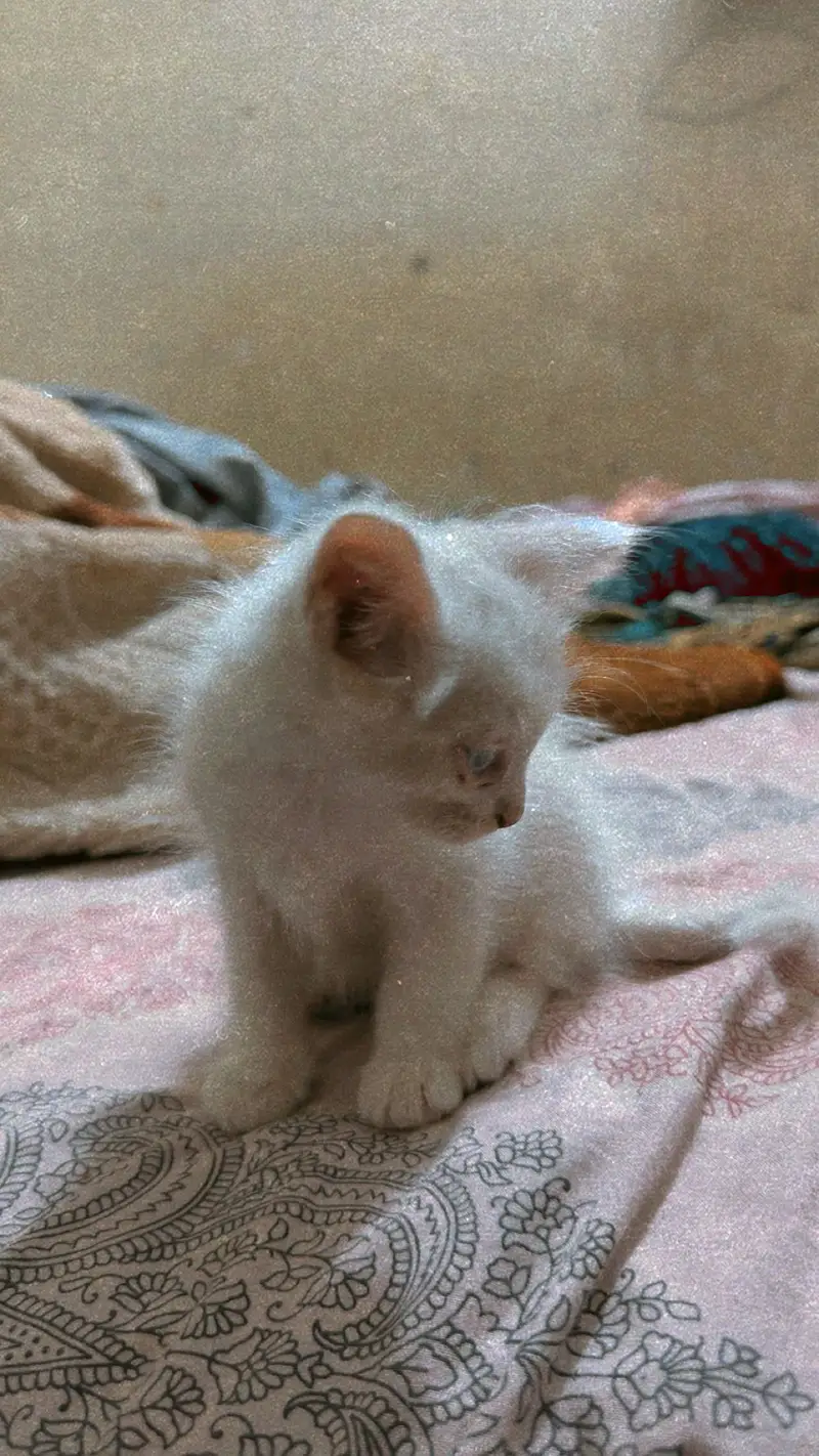White beautiful Persian cat in triple cot — photo 7