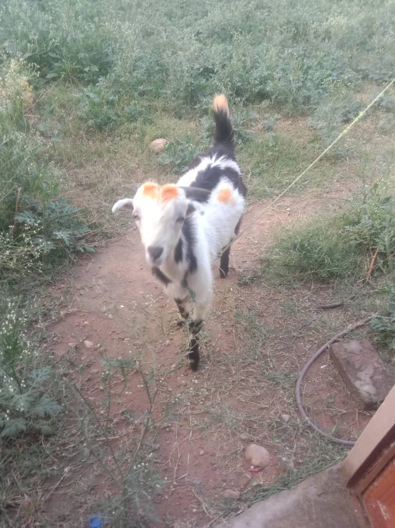 bakra 0