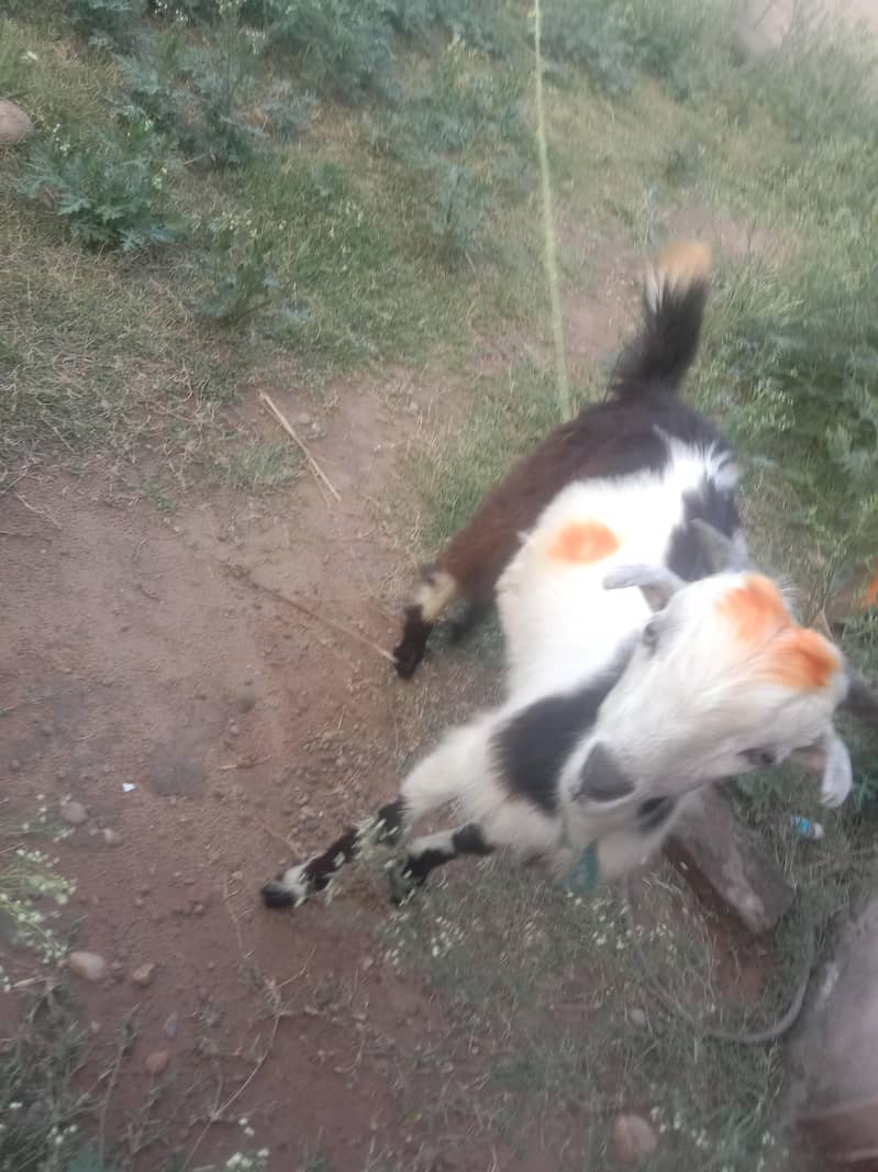 bakra 1