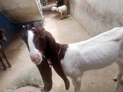 for sale female contact number 03155 911 647