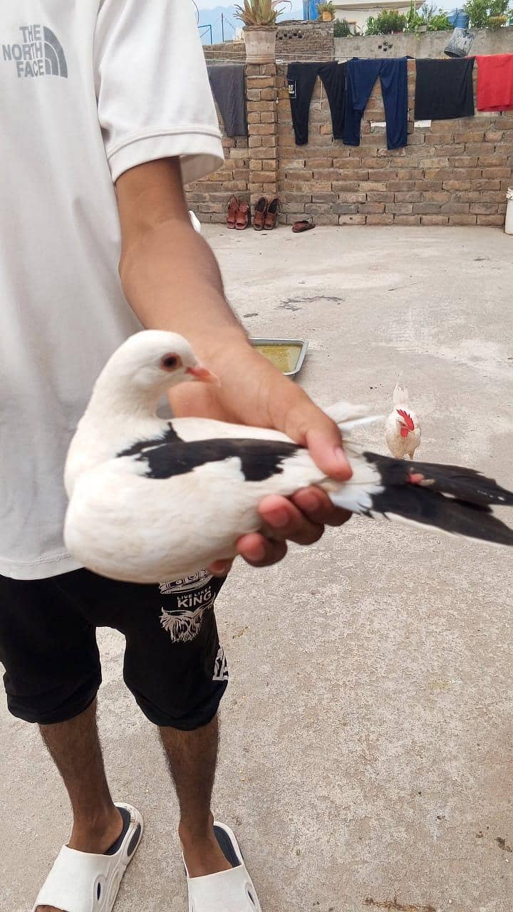 Breeder pair 1