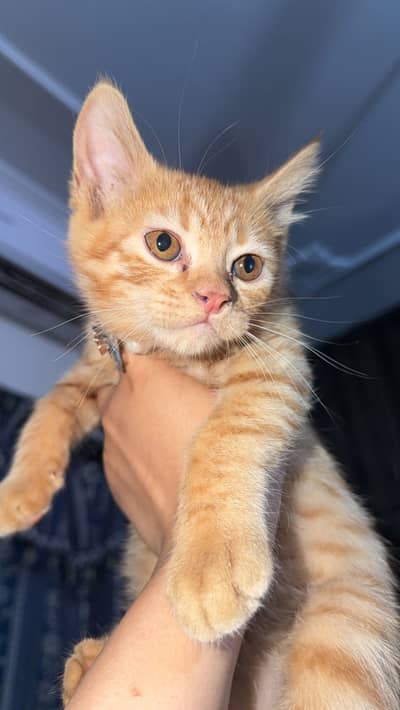 Ginger cat