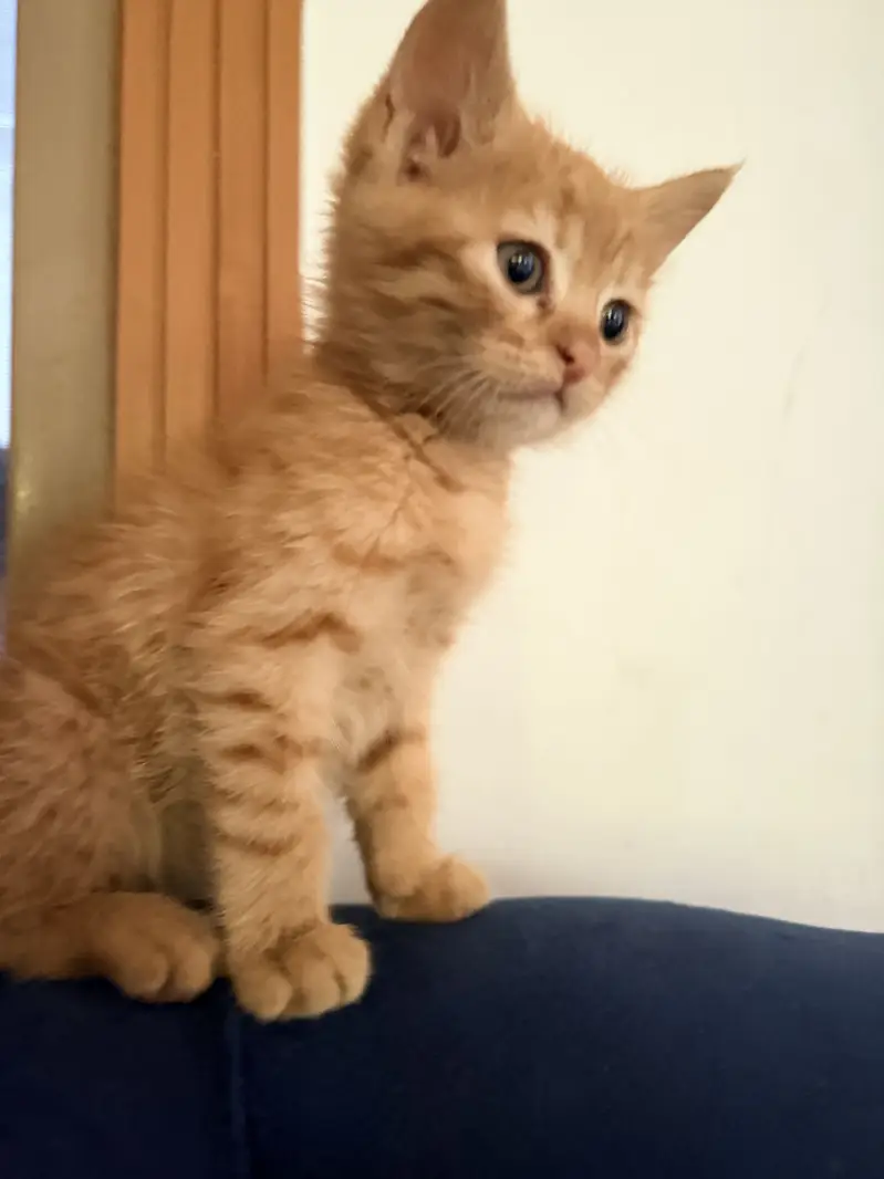 Ginger cat — photo 2